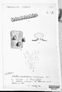 Tubercularia vulgaris image